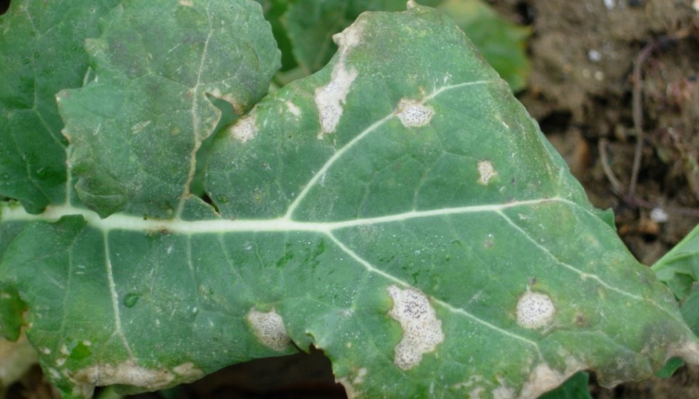 Phoma leaf spot symptoms on oilseed rape
